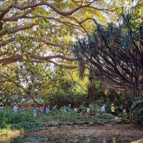 villa tasca gruppo albero ficus palermo